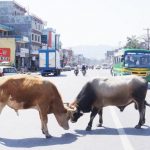 छाडा चौपाया नियन्त्रणमा पनि खुला सीमा चूनौति