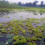 तारा तालको अस्तित्व संकटमा