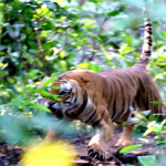 नेपालका संरक्षित क्षेत्रमा मंसिर १४ बाट बाघ गणना गरिँदै