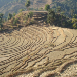 २ करोड ६० लाख रोपनी जमिन बाँझो, दुई अर्बको चामल भारतबाट आयात