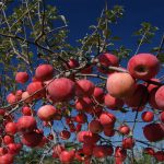 स्याउका बिरुवामा किरा लागेपछि जुम्लाका किसान चिन्तित