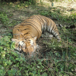 बर्दियामा पाटे बाघ मृत भेटियो