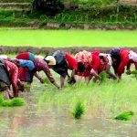 बाँकेमा ५० प्रतिशत रोपाइँ, वर्षा नहुँदा खेत बाँझै