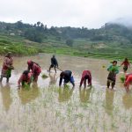 मुलुकभर २२ प्रतिशत रोपाइँ सकियो, पूर्वी तराईमा उत्पादन धेरै