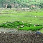 कर्णाली प्रदेशमा ६६ प्रतिशत रोपाइँ, हुम्ला र जाजरकोटमा धेरै