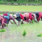 देशभर ९२ प्रतिशत धान रोपाइँ, प्रतिवर्ष चार प्रतिशतले उत्पादनमा वृद्धि