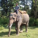 BNP bans leasing elephants for festivals, personal use