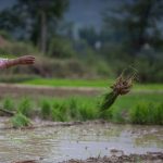 कृषिमा कोरोनाको सकारात्मक प्रभाव, देशभर झण्डै ५२ हजार हेक्टर क्षेत्रफलमा धान रोपाइँ