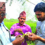 गरिमा धानको बिउ खरीदकर्तालाई बील नदिन विक्रेताको चलखेल