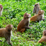 नेपालगन्ज उपमहानगरभित्रैमा बाँदर आतंक !