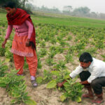 नेपालमै उत्पादित तरकारीको माग बढ्यो