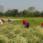 Banke becoming centre for medicinal herb farming