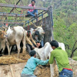 गोरु तस्करी बढेपछि युवक संगठनको चेतावनी