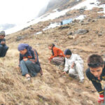 यार्सागुम्बा संकलनमा रोक