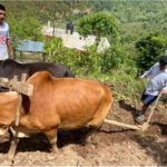 पूर्व सभामुख महरा : रोल्पातिर मन बहलाउँदै, हलो जोत्दै