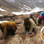 संवेदनशील सूचीमा यार्सागुम्बा