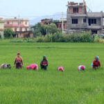 खेतमा हरियो धान लहलह, उत्पादन बढ्ने आँकलन