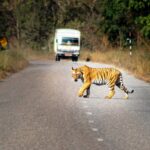 बाघको आक्रमण बढेपछि निकुञ्ज क्षेत्रमा उच्च सतर्कता