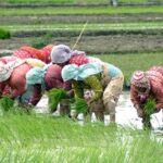 यस्ता छन् कृषि मन्त्रालयले जारी गरेको रोपाइँ गर्दाको स्वास्थ्य मापदण्ड (सूचीसहित)