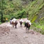 सडकमा चल्दैनन् गाडी, खच्चडकै भरमा ढुवानी