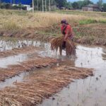 अन्नबाली बगेपछि कर्णालीका किसान भन्छन्, ‘अर्को बर्ष कहाँबाट बिउ ल्याउने ?’