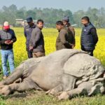 चितवन निकुञ्जका दुई वटा गैँडा मृत फेला