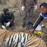 बाँकेको ‘नरभक्षी बाघ’ चितवनमा