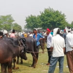 दुई वर्षदेखि बन्द पशु हाट बजार सञ्चालनमा