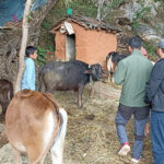 पशुचौपायामा नयाँ रोग देखिएपछि किसान चिन्तित