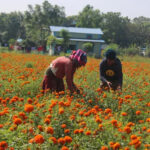 तिहारमा एउटै किसानले बेचे सात लाखको सयपत्री