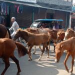 छाडा पशु चौपाया व्यवस्थापन गर्दै नेपालगञ्ज उपमहानगरपालिका