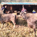 ६० बर्षदेखि घुम्तीगोठ धानिरहेका प्रेमबहादुर