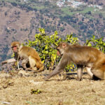 बाँदर आतङ्क क्षेत्रमा ‘बेसार खेती’