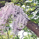 नयाँ वर्षमा मात्र फुल्छ ‘सहलेश फूल’