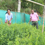 बिक्दैनन् फलफूलका बिरुवा, लगानी घटाउँदै कृषक