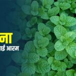 पुदिना स्वास्थ्यका लागि अमृत, यस्ता छन् २५ फाइदा