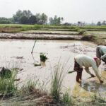 बाँकेमा २५ प्रतिशत मात्र रोपाइँ, नरैनापुरमा सबैभन्दा कम