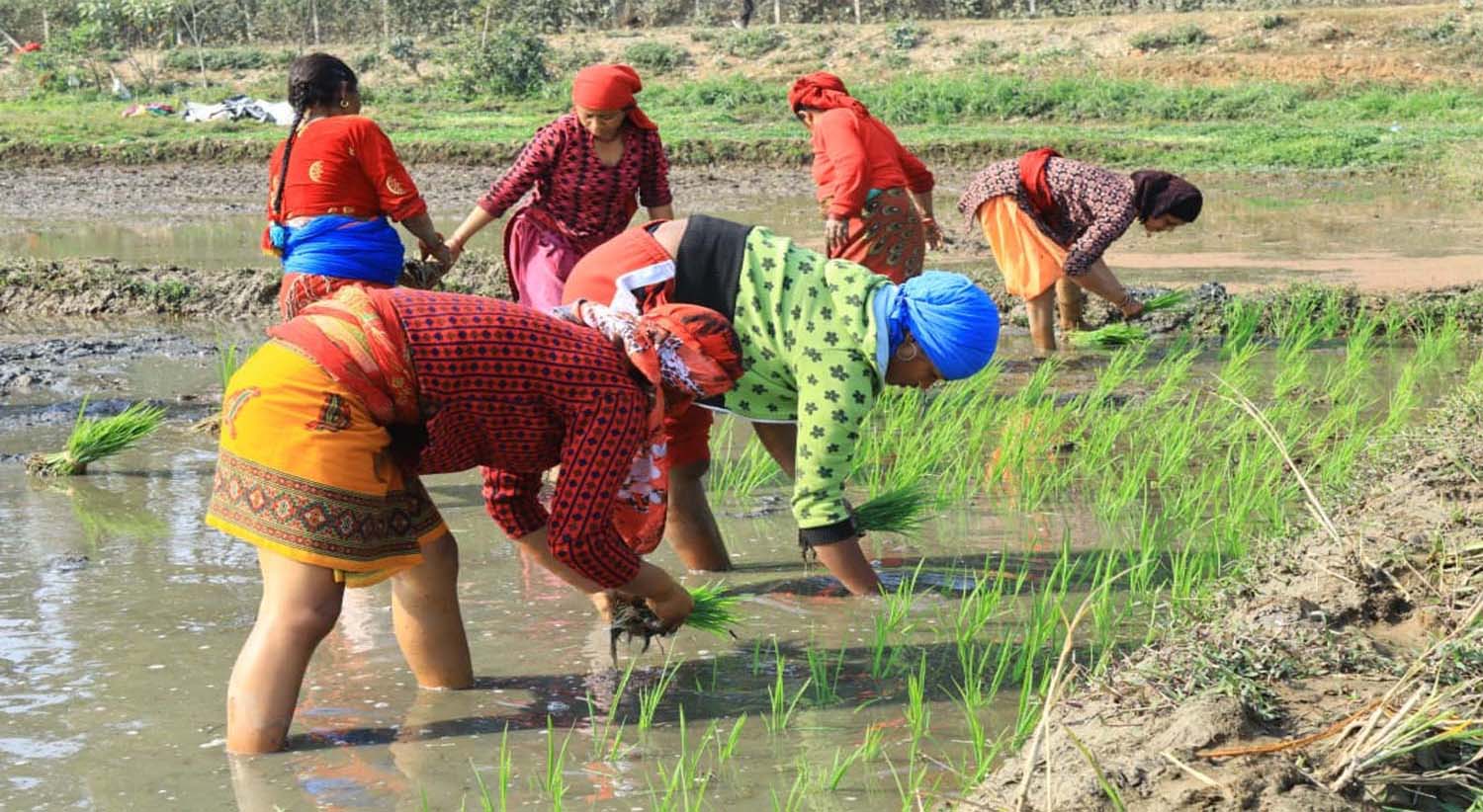 नेपालका ६२ प्रतिशत परिवार खेतीपातीमा