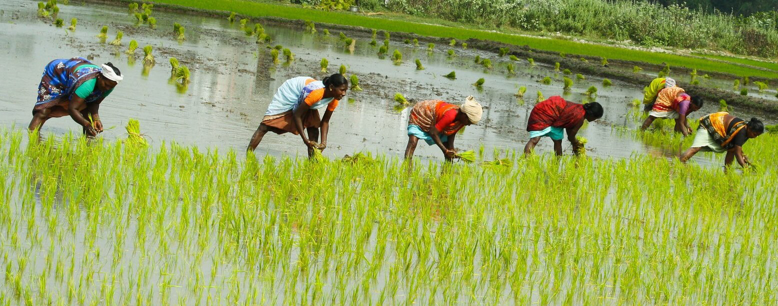 प्रांगारिक मलप्रतिको अरुचीले घट्दैछ जमिनको उर्वराशक्ति