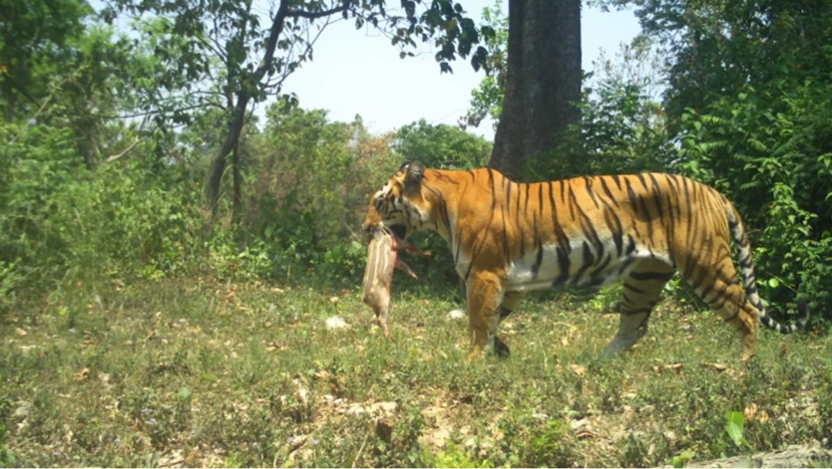 ‘शिवपोथी’ बघिनीको सन्तानदेखि स्नेह, सङ्घर्ष र सास्तीको १० वर्षे कथा