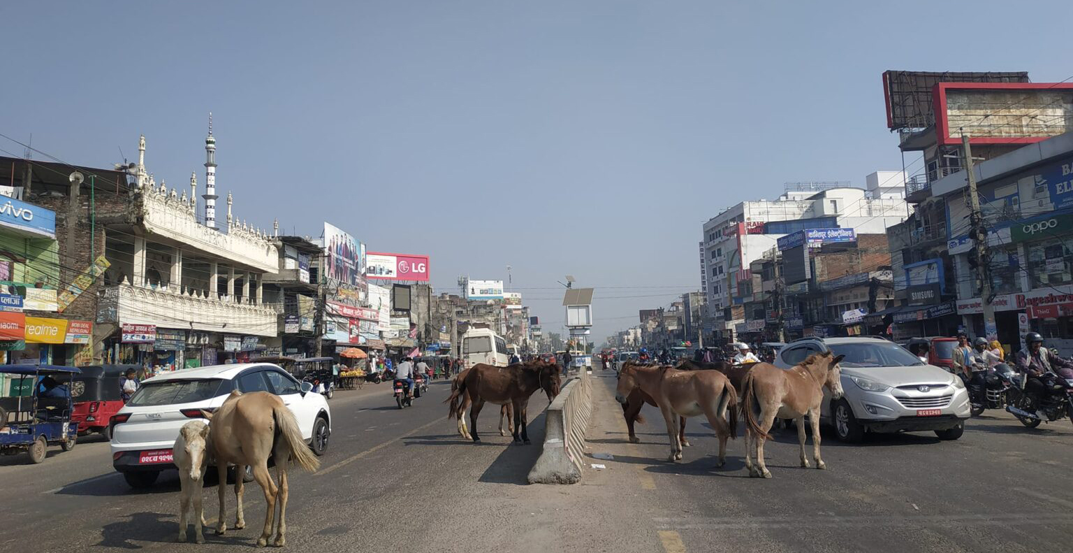 नेपालगन्जका मुख्य सडकमा चौपाया निस्किँदा दुर्घटनाको जोखिम