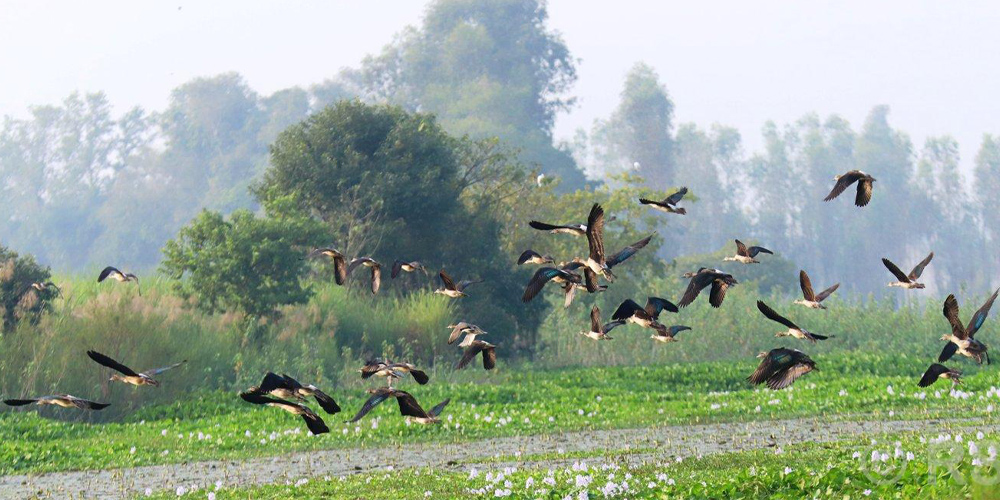 साइबेरियन चरा कैलाली र कञ्चनपुरतिर