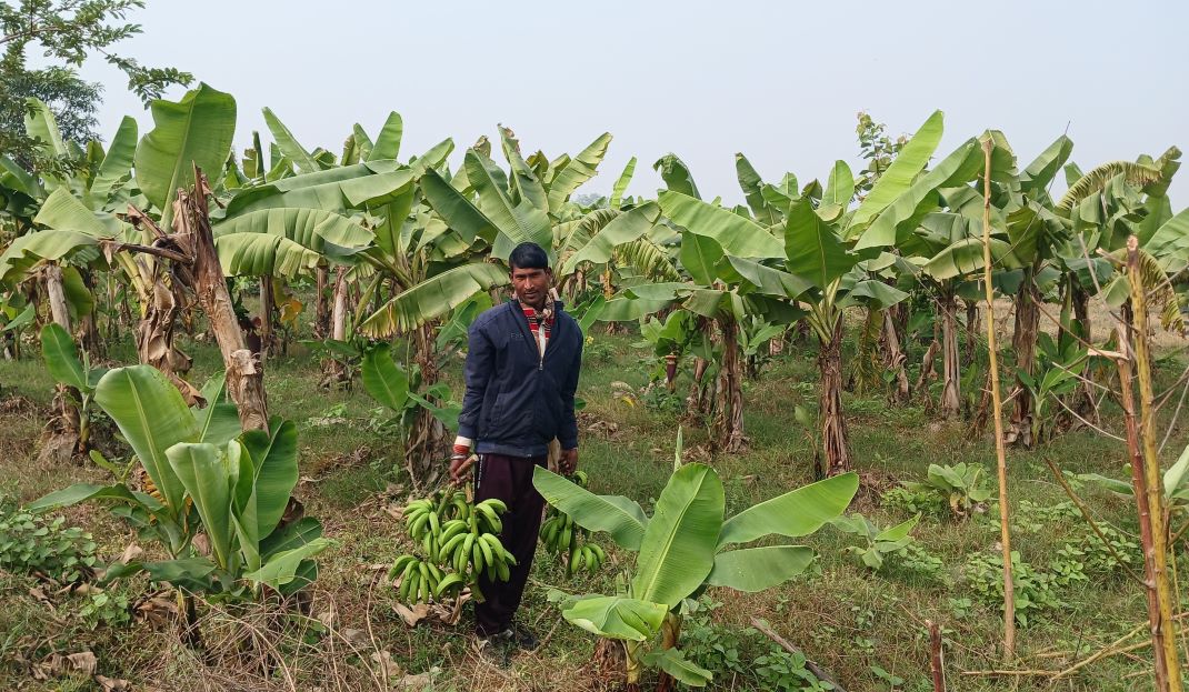 व्यावसायिक केरा खेतीमा जमेका उपाध्याय भन्छन्, ‘पहिलेजस्तो आम्दानी छैन’