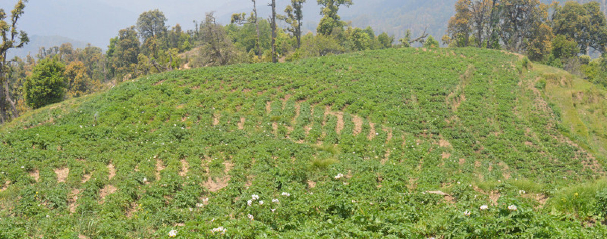 सुक्खा बढ्दा उत्पादनमा ह्रासको खतरा, निम्तिँदै गम्भीर सङ्कट