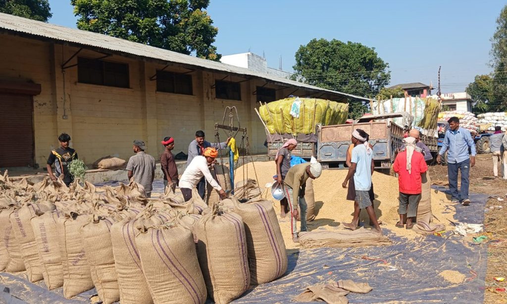 खाद्य कम्पनीद्वारा एक लाख ४४ हजार क्वीन्टल धान खरिद