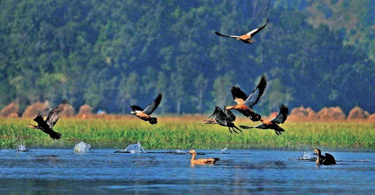 ताल तथा सीमसार क्षेत्रमा पाइने चराको अस्तित्व खतरामा