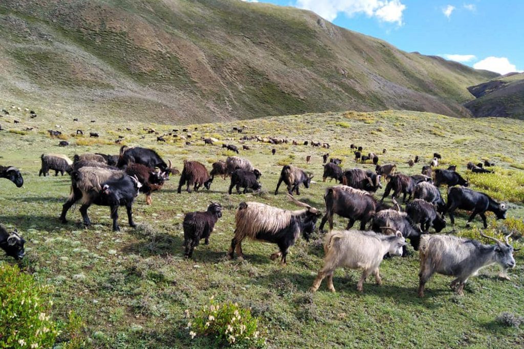 यस वर्ष दसैँमा सरकारले खसी-च्याङ्ग्रा नबेच्ने