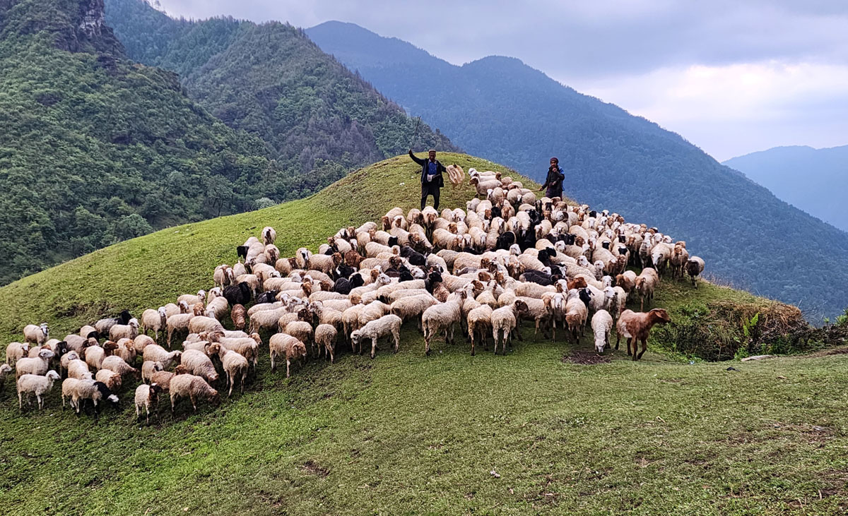 जुम्लामा भेडा गोठालालाई भत्ता