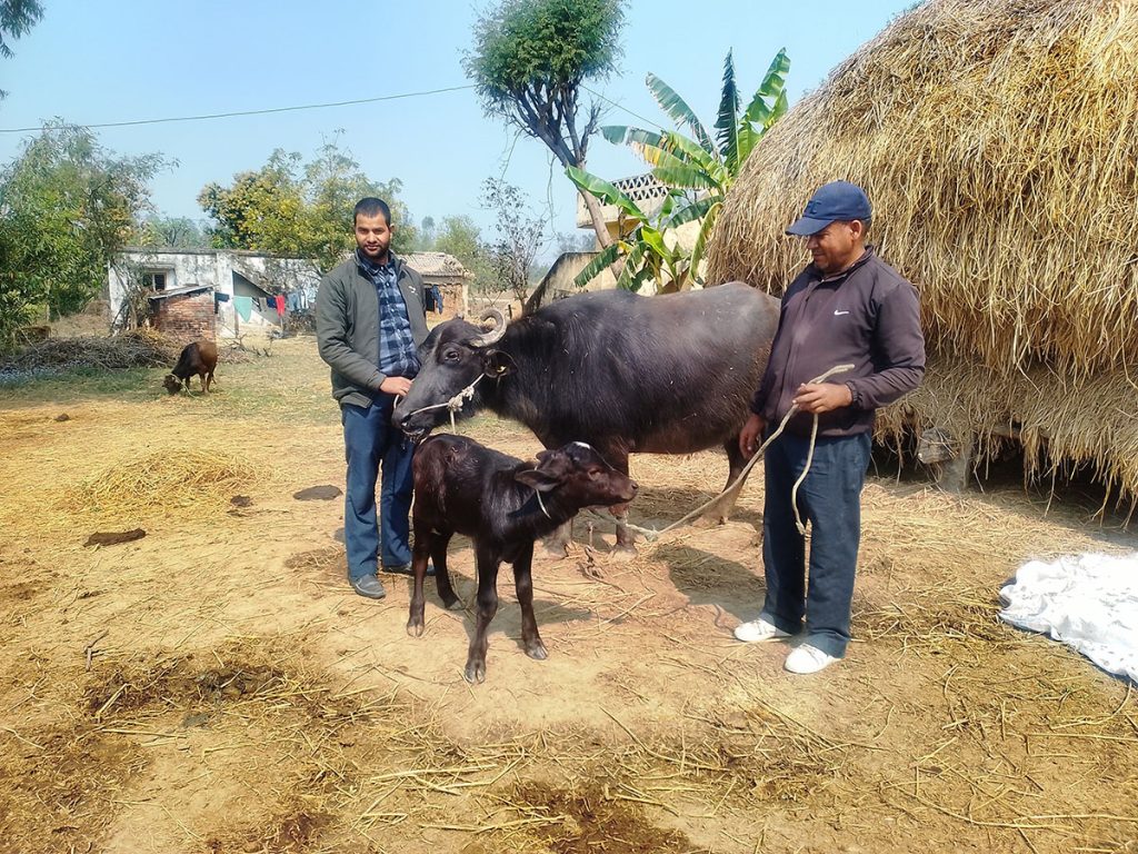 ११ महिनामा एक लाख ८५ हजार डोज वीर्य उत्पादन