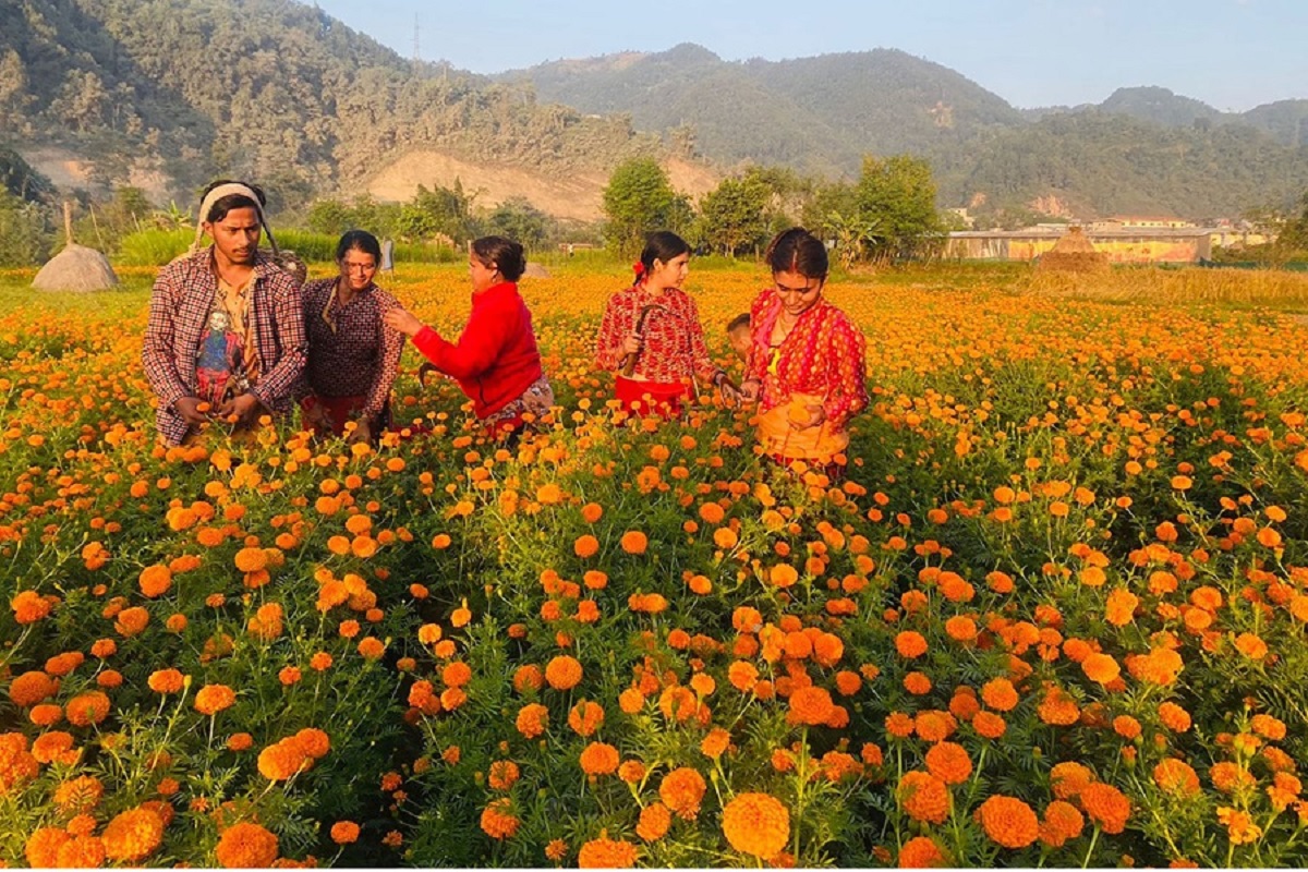 विदेश फापेन, गाउँमै फूलखेती गर्दा मनग्य आम्दानी